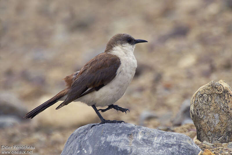 White-bellied Cinclodesadult, identification, Behaviour