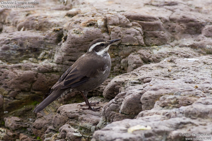 Dark-bellied Cinclodes