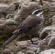 Dark-bellied Cinclodes