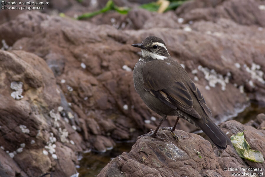 Dark-bellied Cinclodes