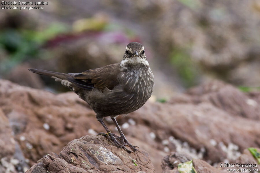 Dark-bellied Cinclodes