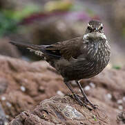 Dark-bellied Cinclodes