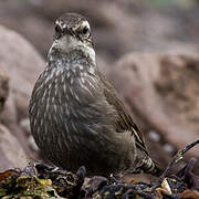 Dark-bellied Cinclodes