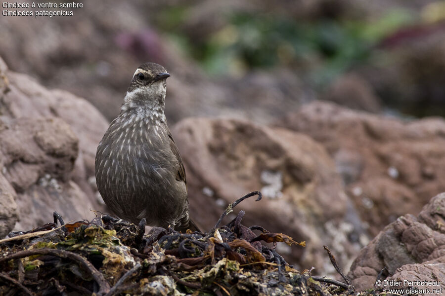 Dark-bellied Cinclodes