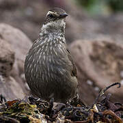 Dark-bellied Cinclodes