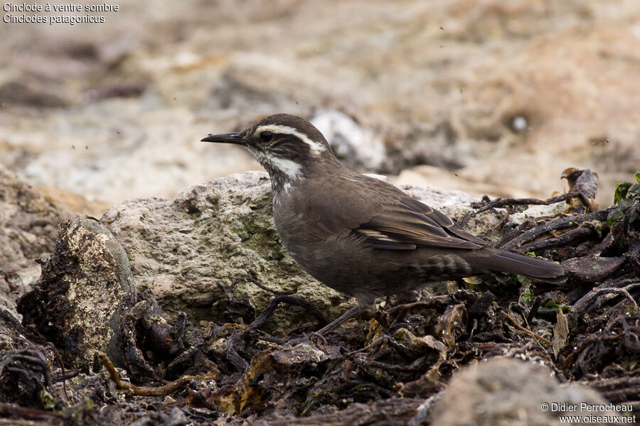 Dark-bellied Cinclodes