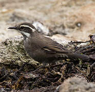 Dark-bellied Cinclodes