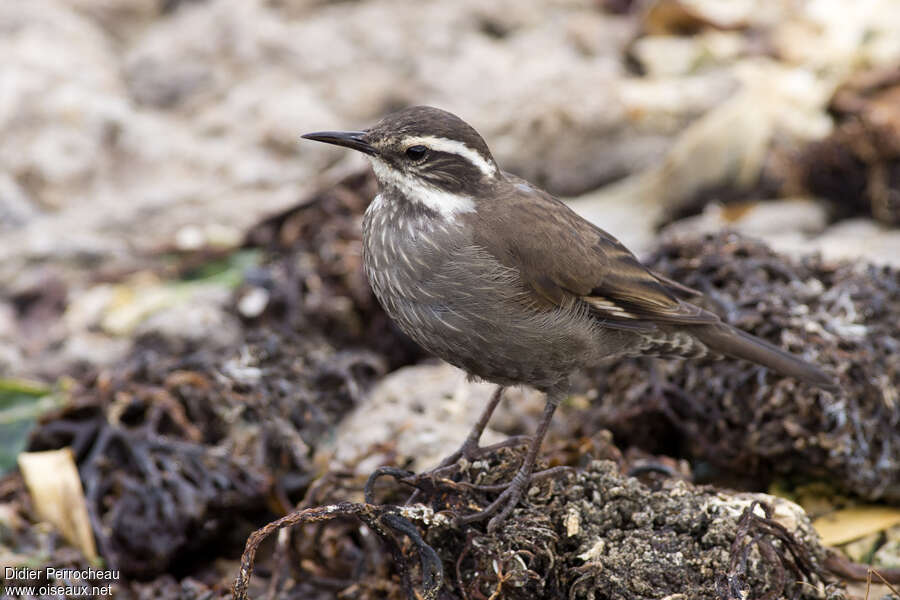 Dark-bellied Cinclodesadult, identification