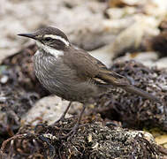 Dark-bellied Cinclodes