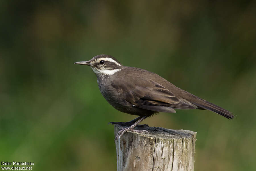 Dark-bellied Cinclodesadult, identification