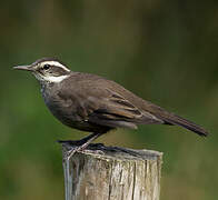 Dark-bellied Cinclodes