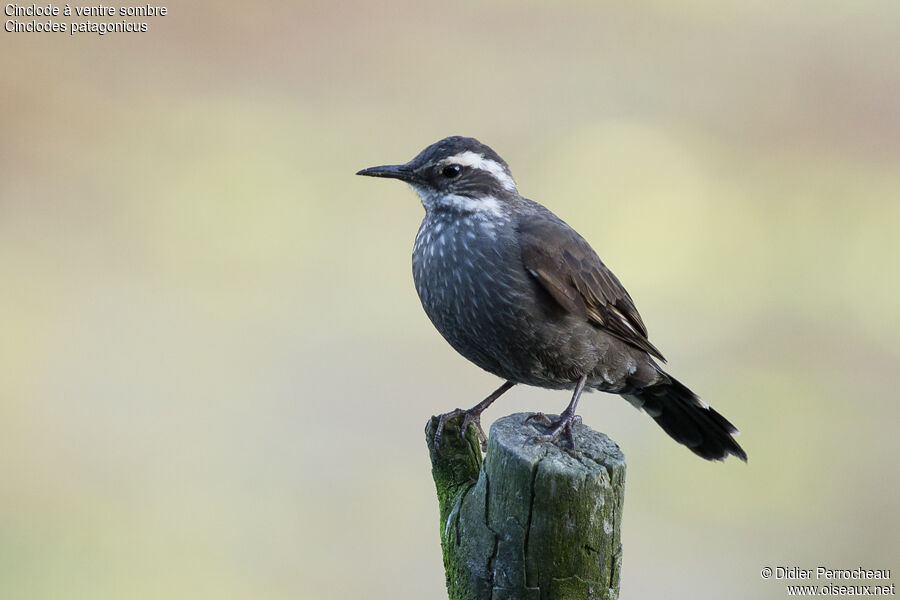 Dark-bellied Cinclodes