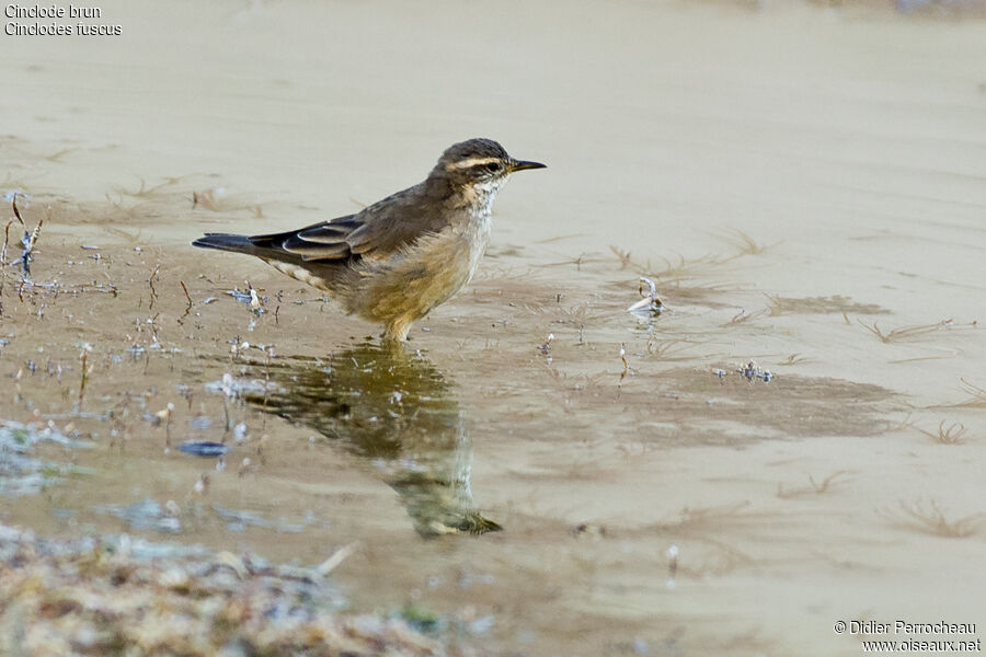 Buff-winged Cinclodes