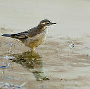 Buff-winged Cinclodes