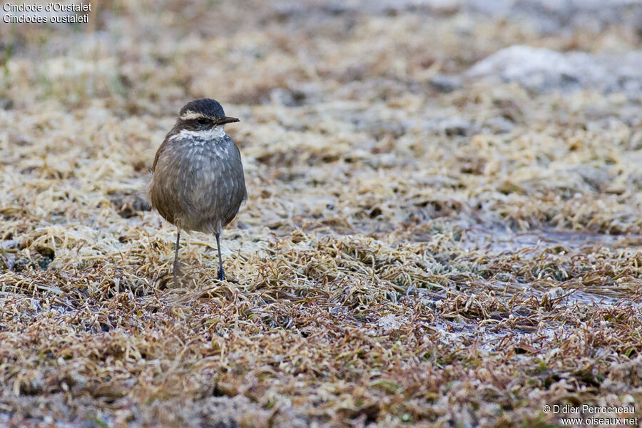 Grey-flanked Cinclodes