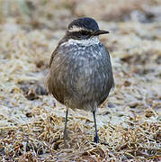 Grey-flanked Cinclodes