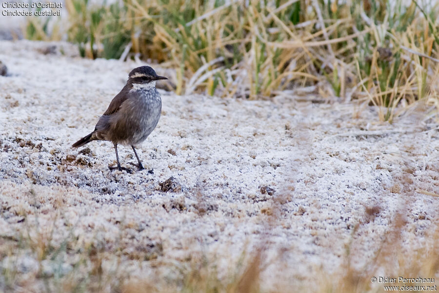 Grey-flanked Cinclodes