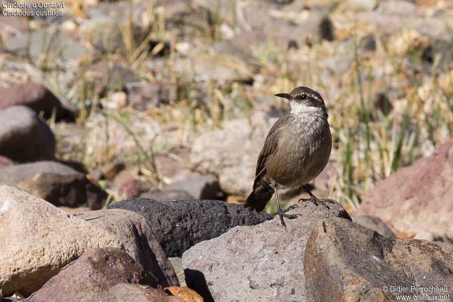 Grey-flanked Cinclodes