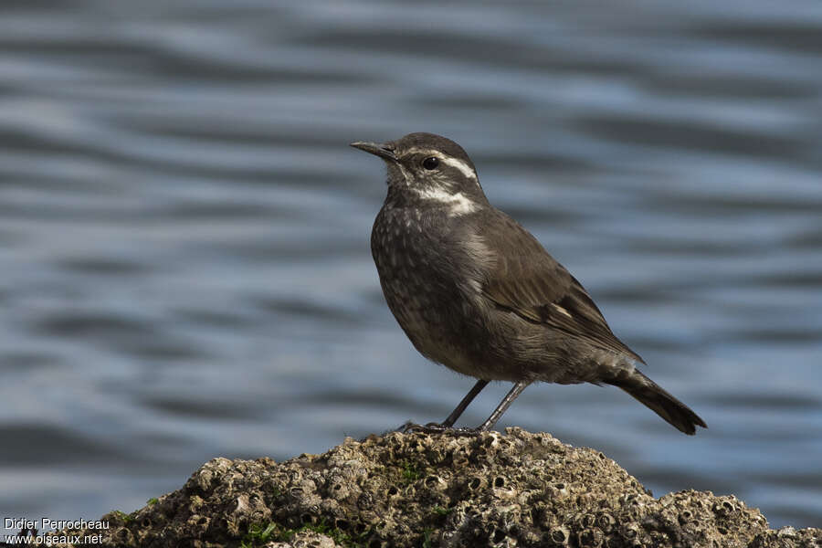 Grey-flanked Cinclodes, habitat