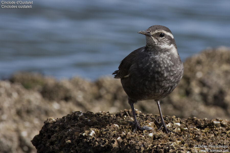 Grey-flanked Cinclodes