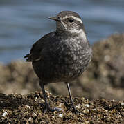 Grey-flanked Cinclodes