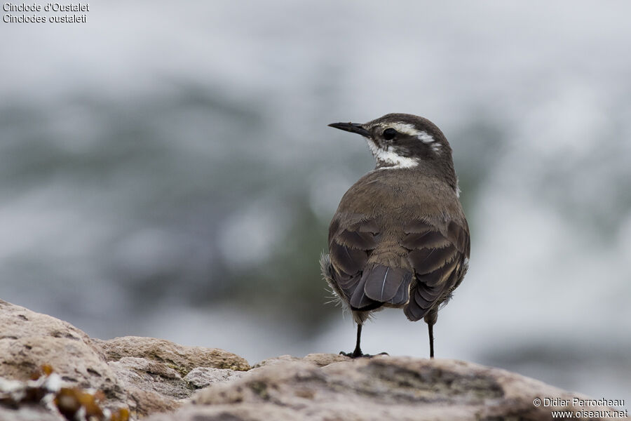 Grey-flanked Cinclodes