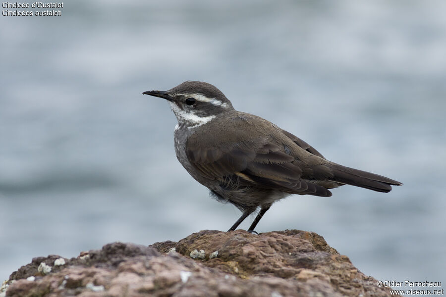 Grey-flanked Cinclodes