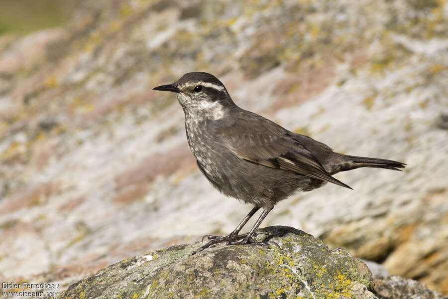 Cinclode d'Oustaletadulte, identification