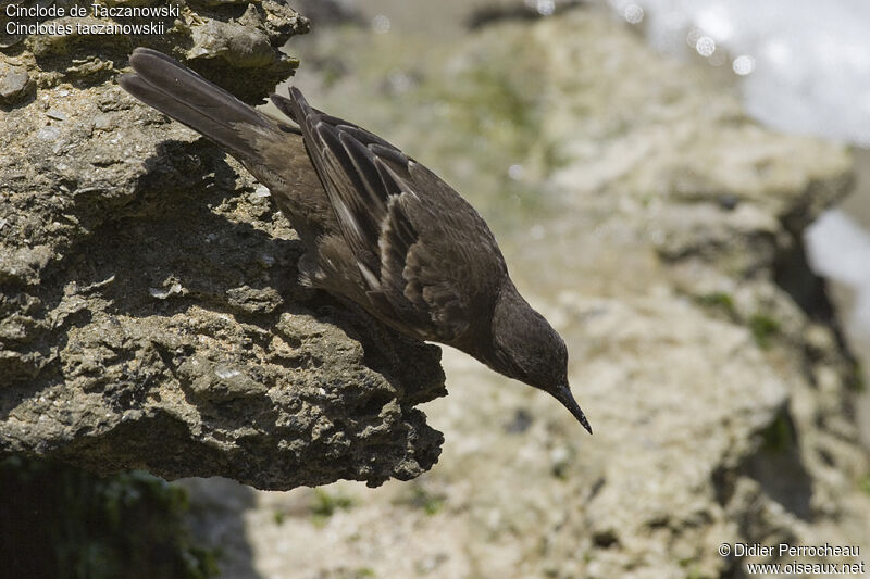 Cinclode de Taczanowski, identification