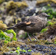 Peruvian Seaside Cinclodes