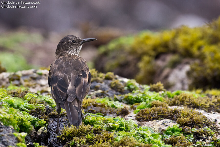 Peruvian Seaside Cinclodes