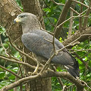 Western Banded Snake Eagle