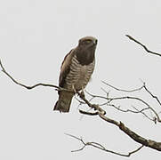 Beaudouin's Snake Eagle