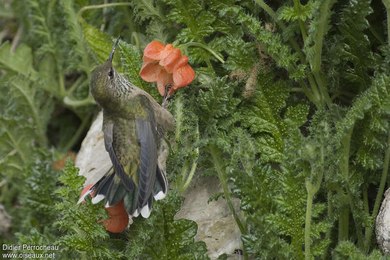 Colibri à plastron noir femelle adulte, pigmentation, mange