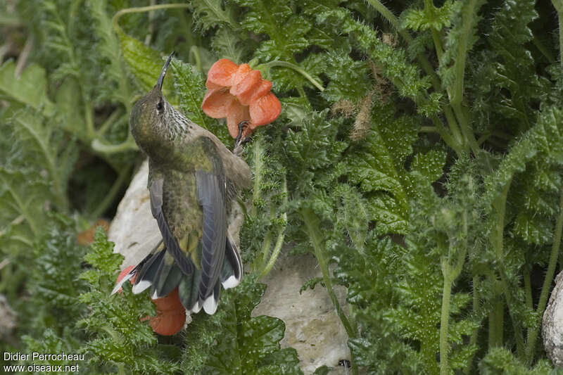 Black-breasted Hillstar female adult, pigmentation, eats