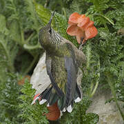 Colibri à plastron noir