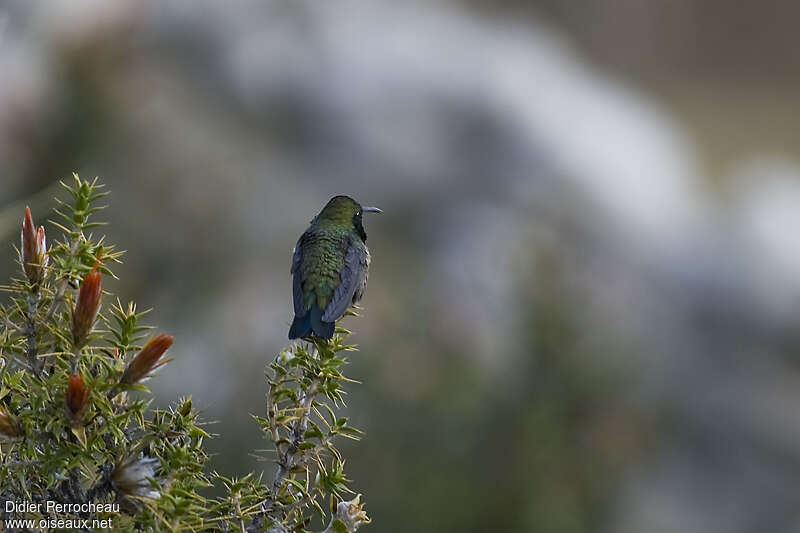 Colibri à plastron noir mâle adulte, habitat, pigmentation