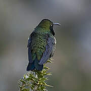 Black-breasted Hillstar