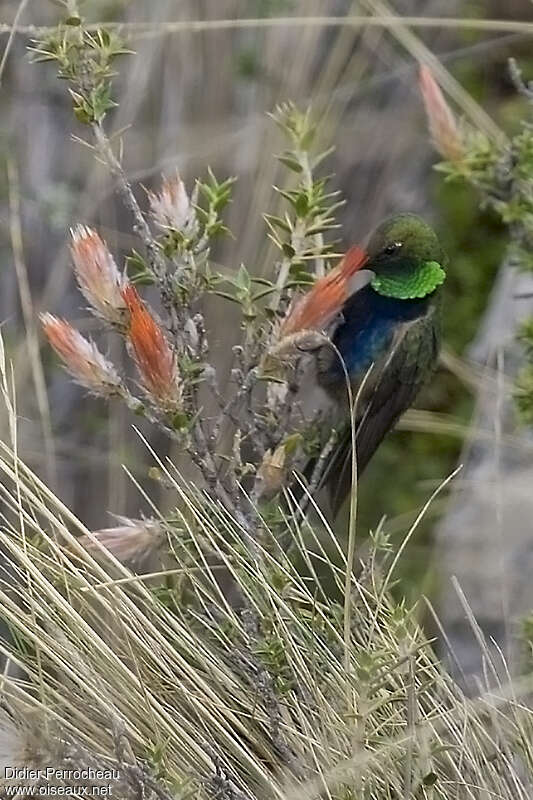 Black-breasted Hillstar male adult, pigmentation, eats