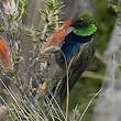 Colibri à plastron noir