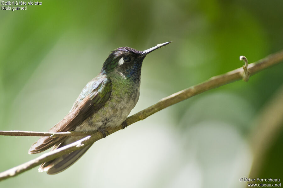 Violet-headed Hummingbird