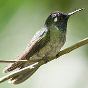 Colibri à tête violette