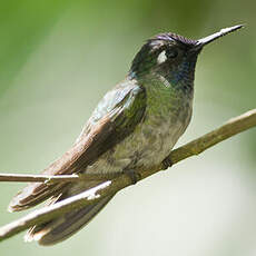 Colibri à tête violette