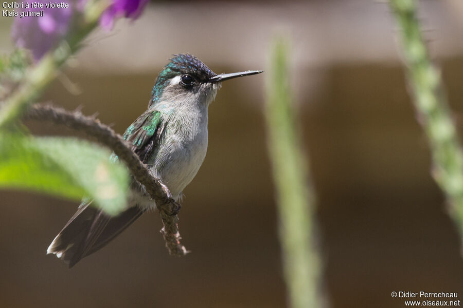 Violet-headed Hummingbird