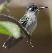 Colibri à tête violette