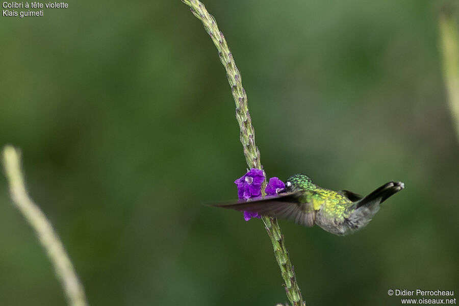 Violet-headed Hummingbird