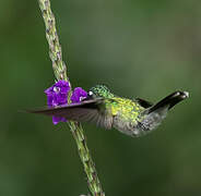 Colibri à tête violette