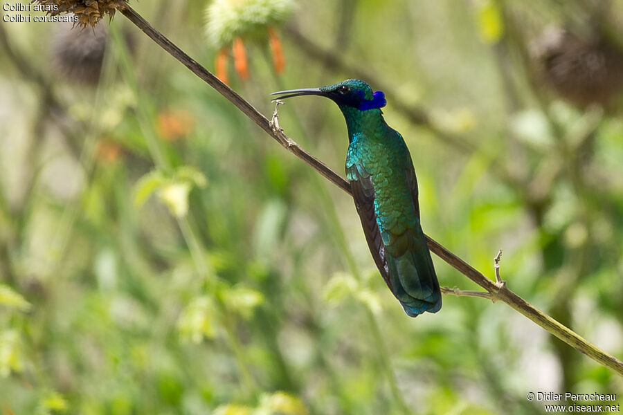 Sparkling Violetear