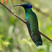 Sparkling Violetear