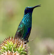 Sparkling Violetear